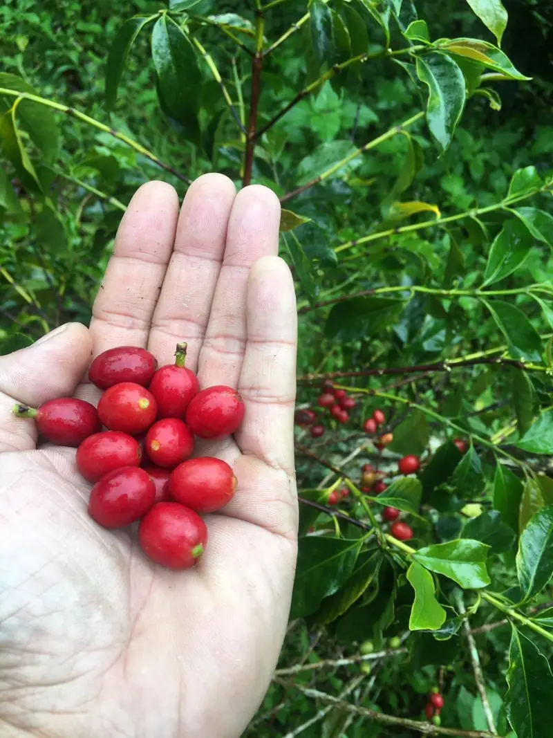 Bàn tay cầm nắm trái cà phê chín đỏ vừa hái